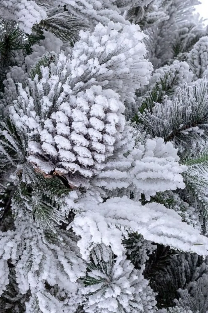Bizzotto Alberi Innevati>ALBERO ARVES INNEVATO H240-2513RAMI