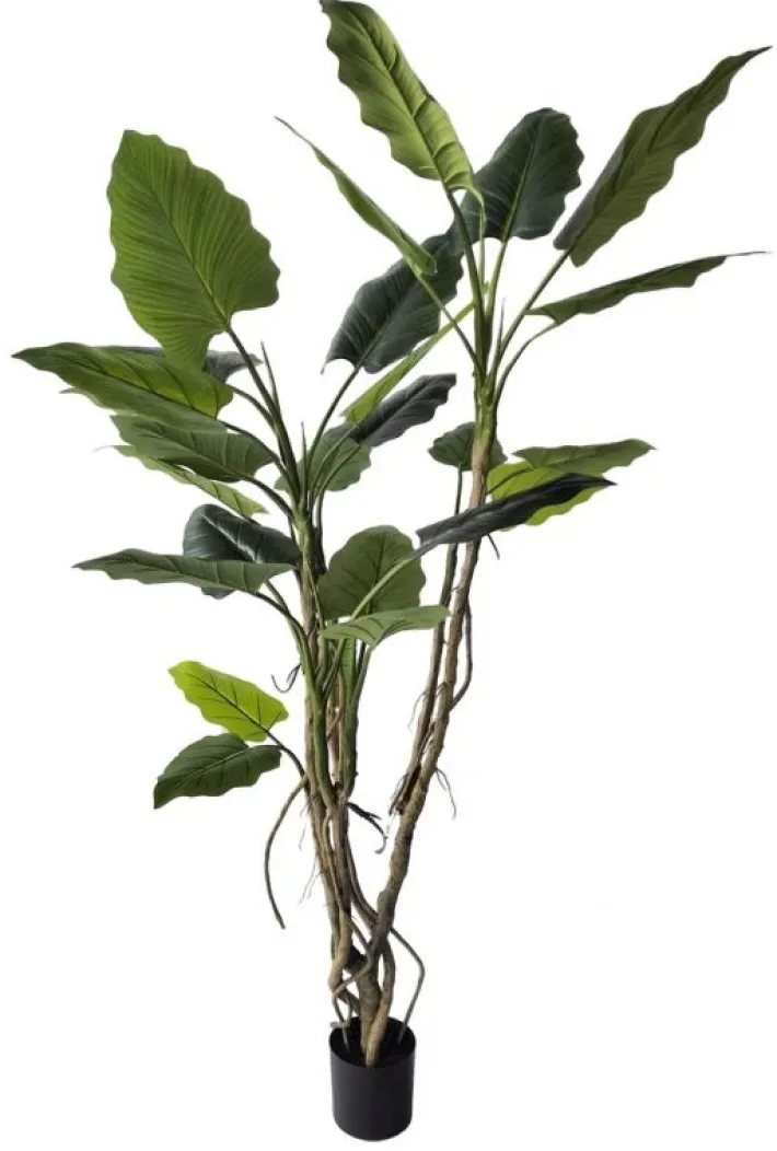 Bizzotto Piante Artificiali>PIANTA ALOCASIA C-VASO H150