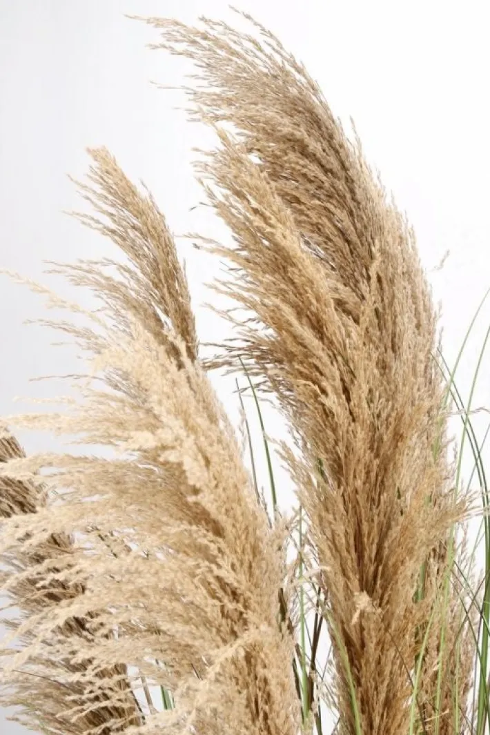Bizzotto Piante Artificiali>PIANTA AUSTORDERIA PAMPAS C-VASO H170