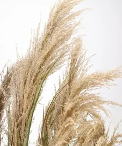 Bizzotto Piante Artificiali>PIANTA AUSTORDERIA PAMPAS C-VASO H180
