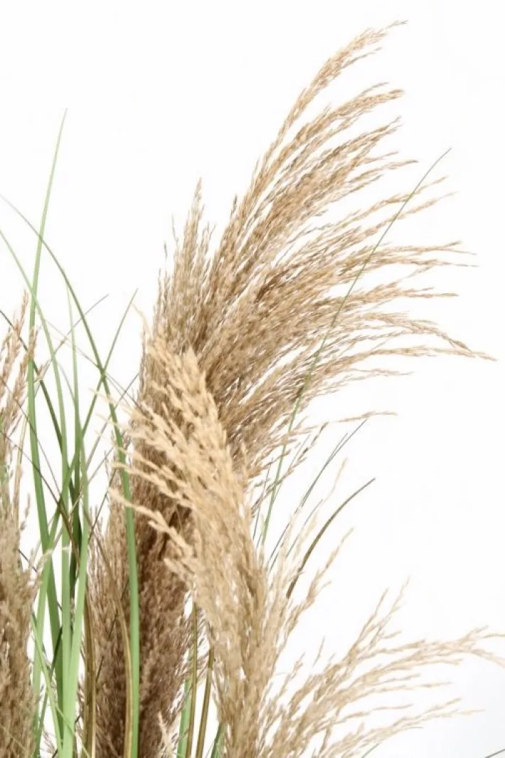 Bizzotto Piante Artificiali>PIANTA AUSTORDERIA PAMPAS C-VASO H90