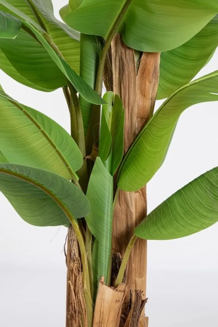 Bizzotto Piante Artificiali>PIANTA BANANO C-VASO 22FOGLIE H240