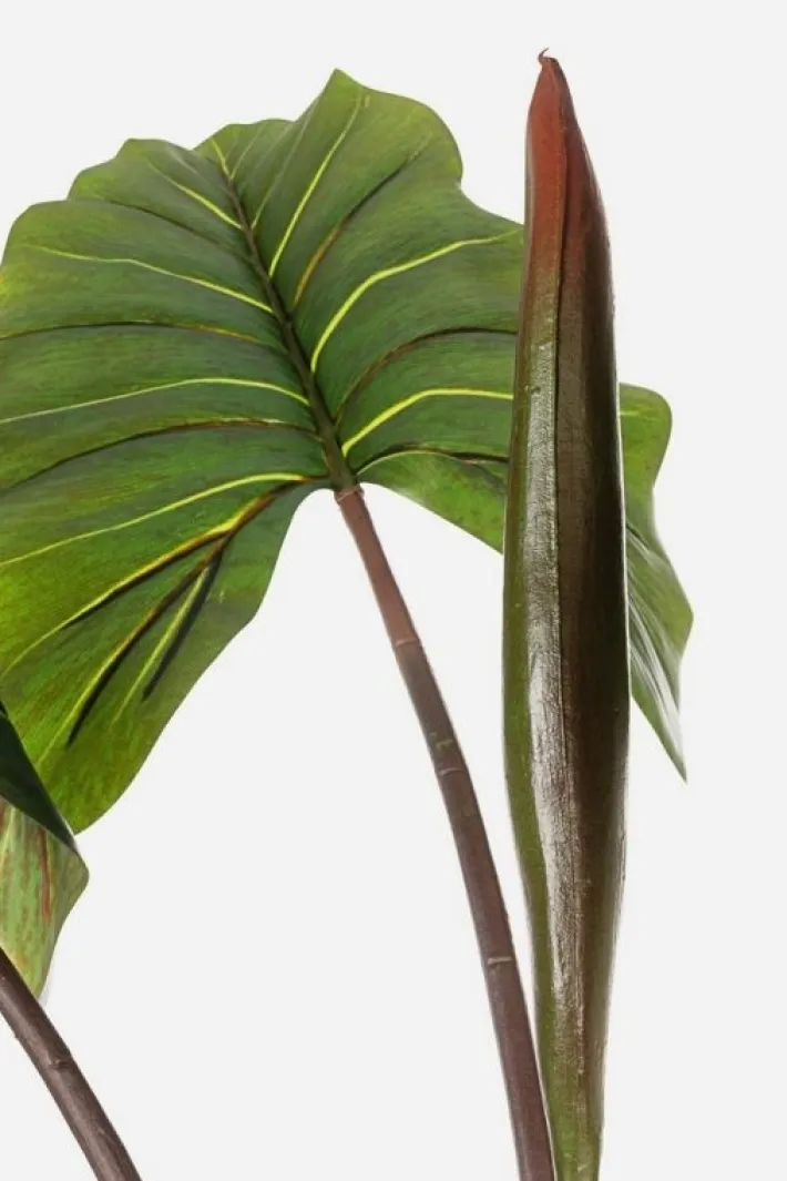 Bizzotto Piante Artificiali>PIANTA DIEFFENBACHIA C-V 10FOGLIE H134