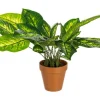 Bizzotto Piante Artificiali>PIANTA DIEFFENBACHIA C-VASO 30FOGLIE H45