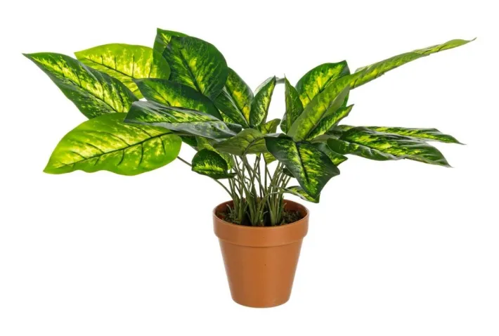 Bizzotto Piante Artificiali>PIANTA DIEFFENBACHIA C-VASO 30FOGLIE H45