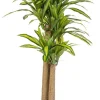 Bizzotto Piante Artificiali>PIANTA DRACAENA C-VASO H150