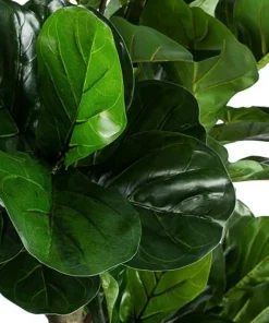 Bizzotto Piante Artificiali>PIANTA FICUS LYRATA C-VASO 153FOGL H190