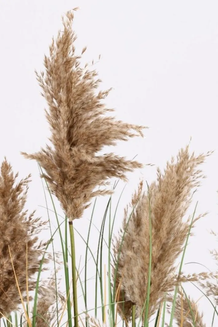 Bizzotto Piante Artificiali>PIANTA GYNERIUM PAMPAS C-VASO H150