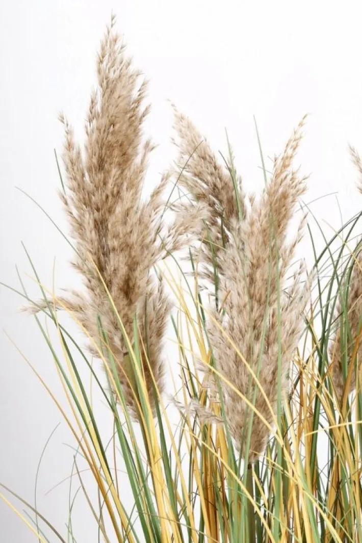 Bizzotto Piante Artificiali>PIANTA GYNERIUM PAMPAS C-VASO H120