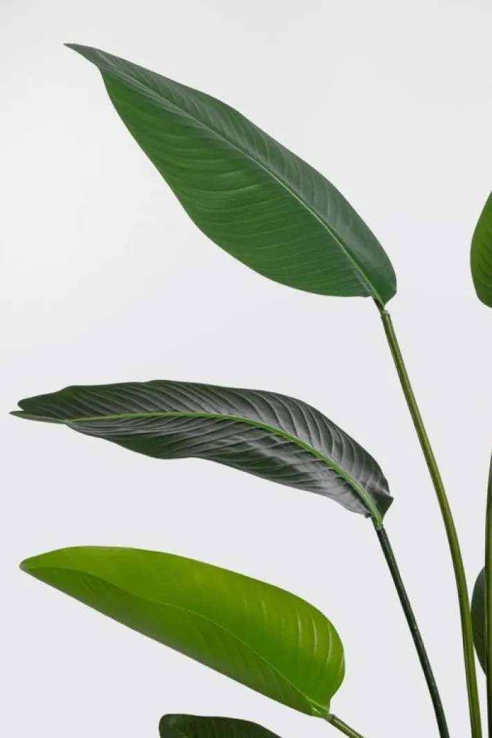 Bizzotto Piante Artificiali>PIANTA STRELITZIA C-VASO 10FOGLIE H150