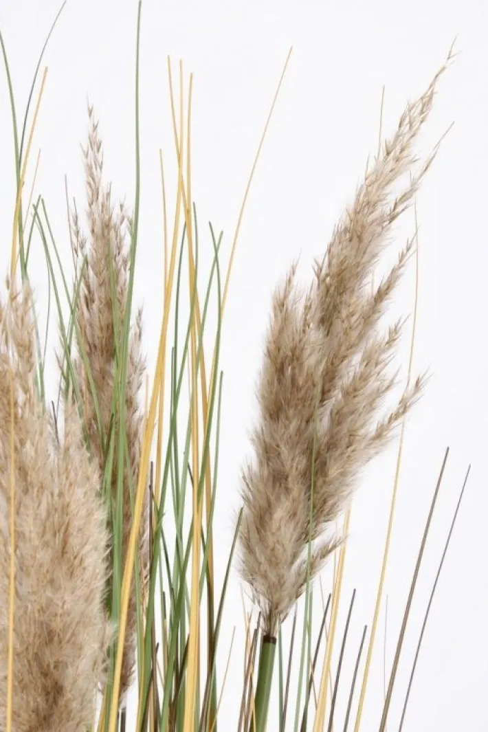 Bizzotto Rami E Corone>RAMO GYNERIUM PAMPAS H100