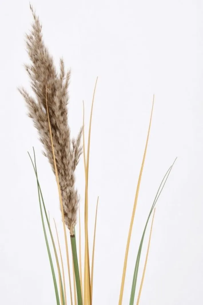 Bizzotto Rami E Corone>RAMO GYNERIUM PAMPAS H110