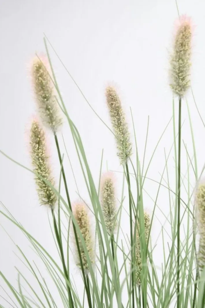 Bizzotto Rami E Corone>RAMO PENNISETUM H100