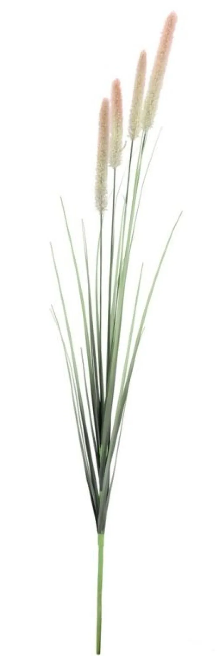 Bizzotto Rami E Corone>RAMO PENNISETUM H120
