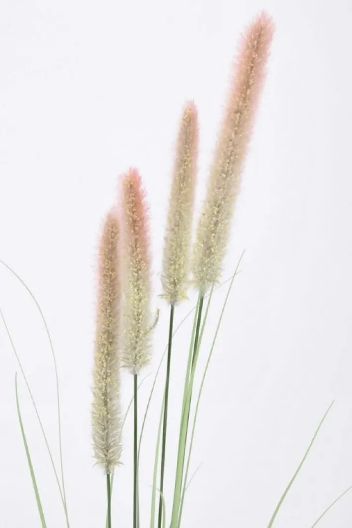 Bizzotto Rami E Corone>RAMO PENNISETUM H120