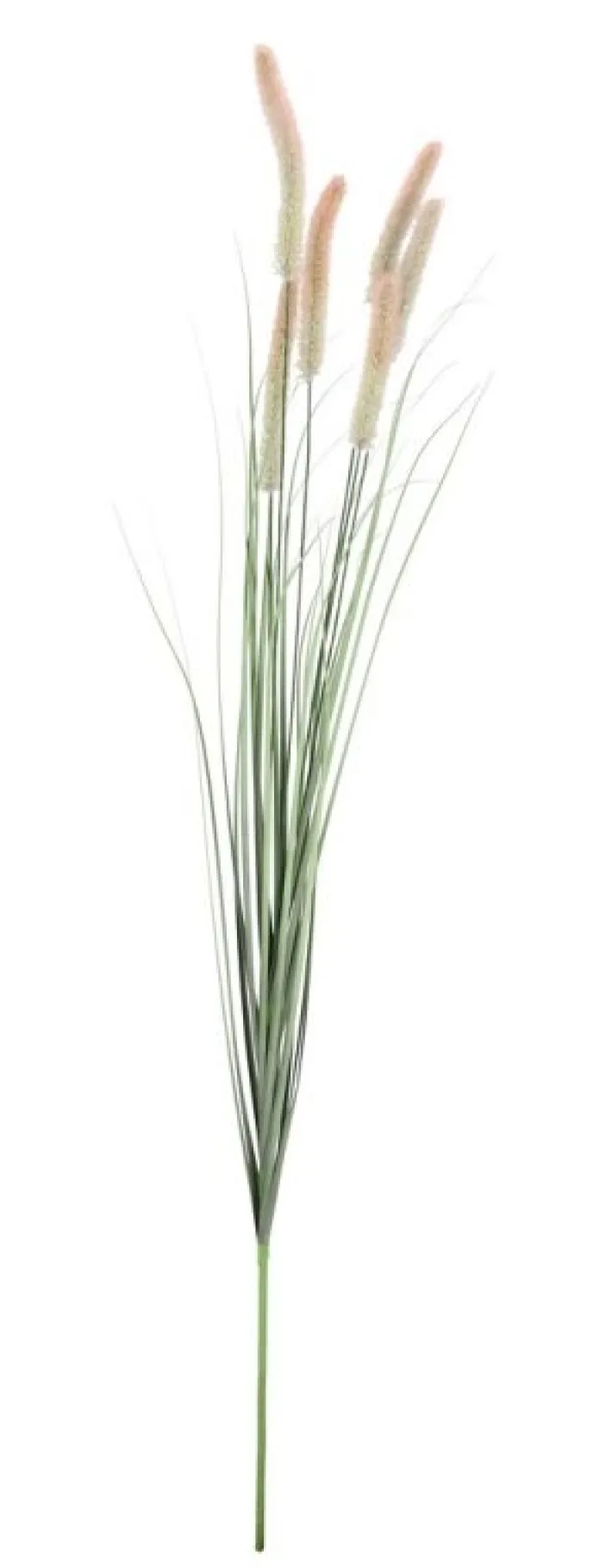Bizzotto Rami E Corone>RAMO PENNISETUM H150