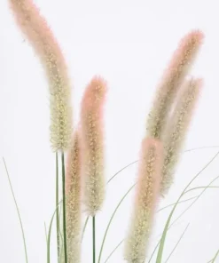 Bizzotto Rami E Corone>RAMO PENNISETUM H150