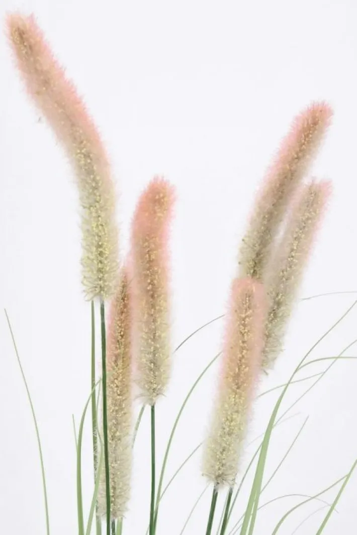 Bizzotto Rami E Corone>RAMO PENNISETUM H150